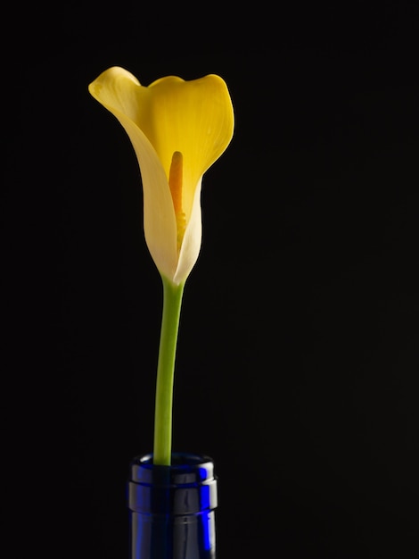 Eine schöne goldgelbe Callalilie in einer blauen Flasche auf einem schwarzen Hintergrund