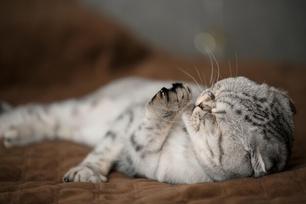 Eine schöne graue große Scottish Fold Katze oder Scottish Fold. Verspielte Katze als Haustier