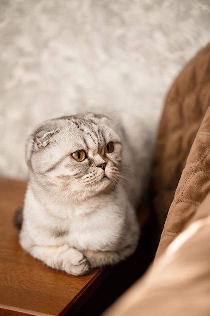 Eine schöne graue große Scottish Fold Katze oder Scottish Fold. Verspielte Katze als Haustier