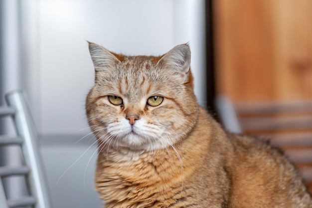 Eine schöne graue Katze in Nahaufnahme liegt und ruht auf der Fensterbank des Hauses