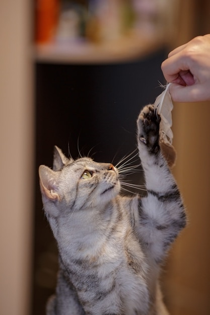 Eine schöne graue Katze sitzt auf dem Sofa, spielt mit einer Feder und sieht eine A ostess an. Katzenspiele. Verspieltes und lustiges Tier. Idee und Konzept, was Quarantäne zu Hause bewirkt