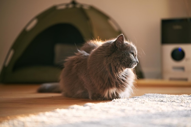 Eine schöne graue Katze sitzt Katzen im Innenraum Nahaufnahme eines Katzenporträts mit gemütlichem Licht