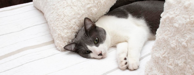 Eine schöne graue und weiße Katze mit grünen Augen, die auf einem Bett in einem Schlafzimmer liegt. Wohlfühlkonzept.