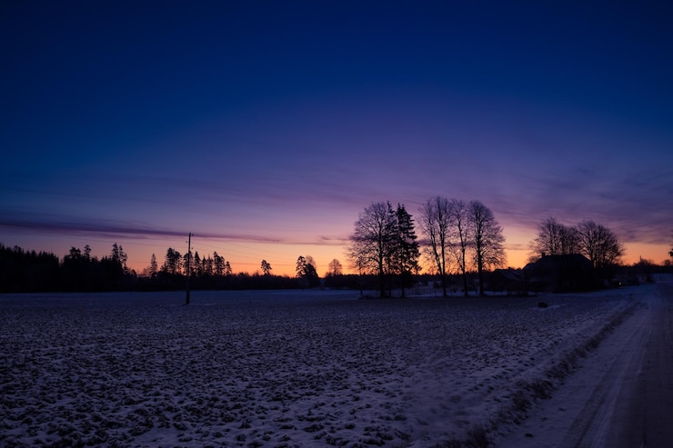 Foto eine schöne gruppe nackter eichenbäume in der nähe des horizontes, frühe winterlandschaft bei sonnenaufgang