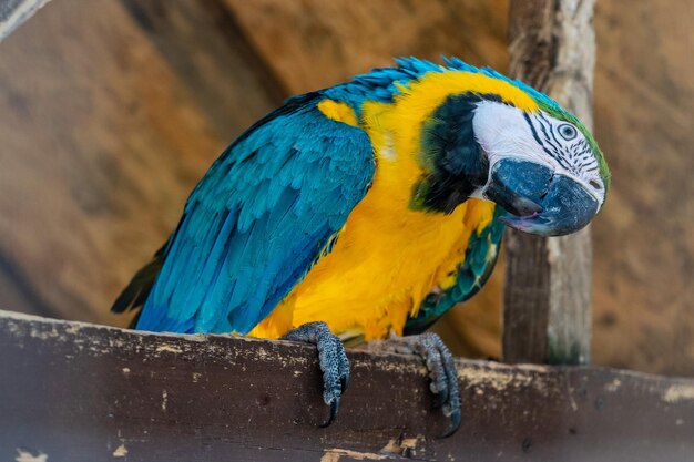 Eine schöne helle Papageienara im Zoo