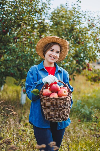 Eine schöne junge Frau in einem Hut ist rote Äpfel in einem Korb in einem Obstgarten pflücken Ernten von Äpfeln in einem Bio-Garten Apfelernte im Herbst