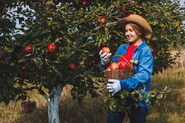 Eine schöne junge Frau in einem Hut ist rote Äpfel in einem Korb in einem Obstgarten pflücken Ernten von Äpfeln in einem Bio-Garten Apfelernte im Herbst