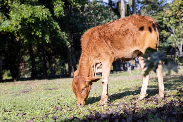 Eine schöne junge weibliche rote Kuh, die auf Gras im Bauernhof einzieht. Freilandkonzept.