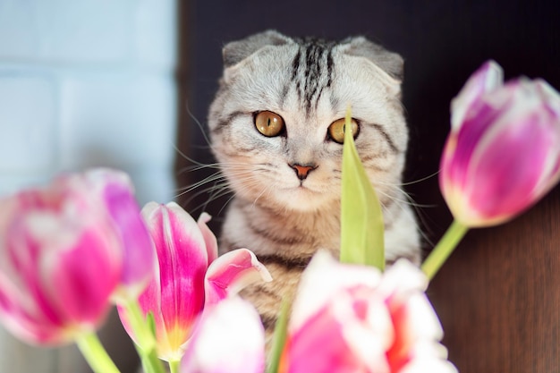 Eine schöne Katze der britischen Rasse sitzt in der Nähe eines Blumenstraußes