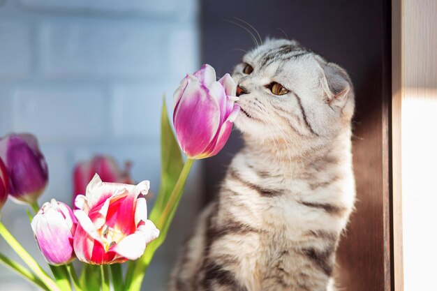 Eine schöne Katze der britischen Rasse sitzt in der Nähe eines Blumenstraußes