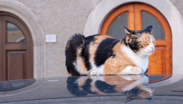 Eine schöne Katze liegt auf dem Dach des Autos und spiegelt sich darin wider