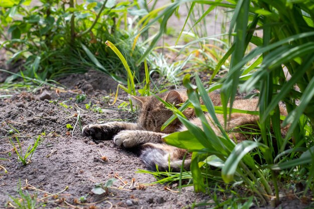 Eine schöne Katze ruht im Gras Die Katze liegt im Garten