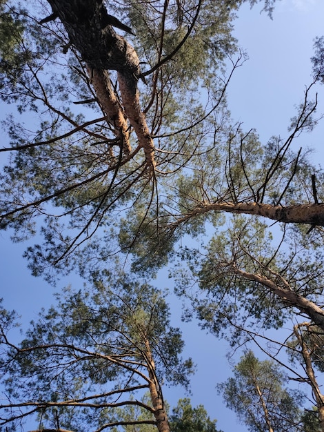 Eine schöne Kiefer im Wald