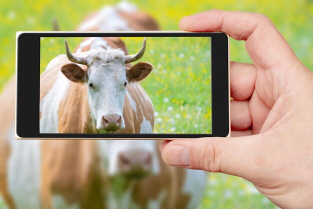 Eine schöne Kuh weidet im Sommer auf dem Smartphone-Bildschirm. Das Haustier schaut direkt in die Kamera.