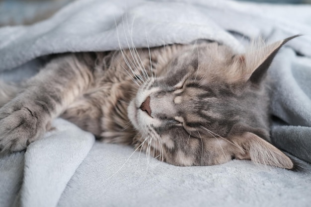 Eine schöne Maine-Coon-Katze schläft in einer Decke Süße Hauskatze mit langen Haaren