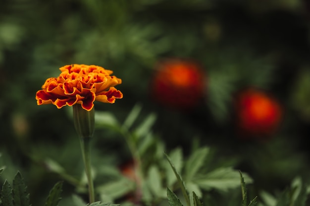 Eine schöne orange Blume ist eine mitten in einem dichten grünen Gras.