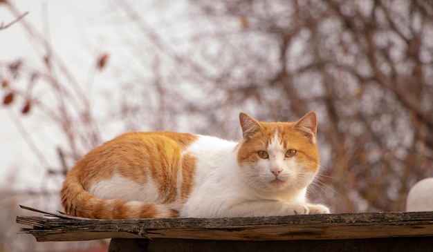 Eine schöne orange-weiße Katze sitzt auf einem Dach