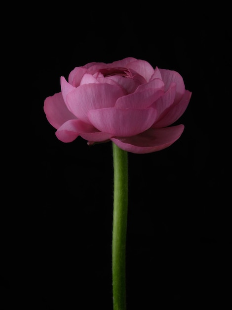 Eine schöne rosa Blume