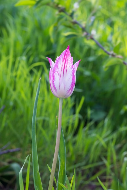 Eine schöne rosa Frühlingstulpe blüht im Garten