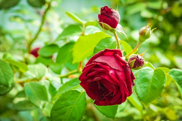 Eine schöne Rose blüht auf der Natur im Parkurlaubshintergrund