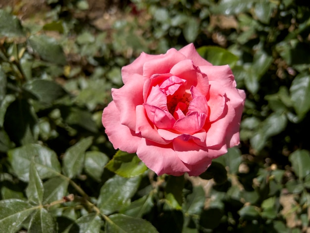 Eine schöne Rose im Garten