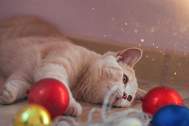 Eine schöne rote Hauskatze spielt mit Weihnachtsspielzeug in der Nähe eines künstlichen Weihnachtsbaums