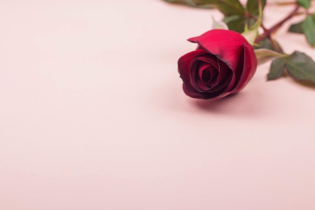 Eine schöne rote Rose liegt auf einem hellrosa Hintergrund