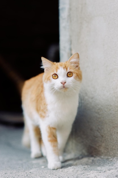 Eine schöne rothaarige Straßenkatze mit leuchtend orangefarbenen Augen Eine verlassene streunende Katze ein Haustierproblem