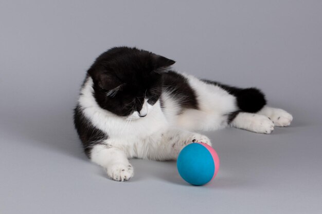 Eine schöne schwarz-weiße Katze liegt auf der Seite und daneben liegt ein bunt gestreifter kleiner Ball