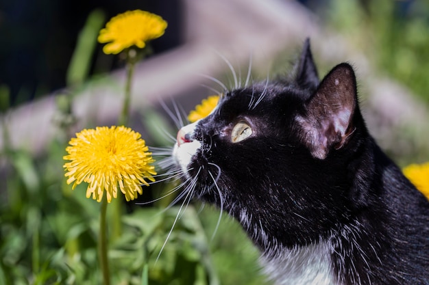 Eine schöne schwarz-weiße katze schnüffelt an einem sonnigen tag an einer löwenzahnblume.