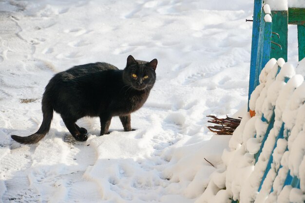 Eine schöne schwarze Katze geht selbstbewusst über den schneebedeckten Hof entlang des Zauns Die Katze hat Spaß im Schnee Gehende Haustiere draußen im Winter und Frost