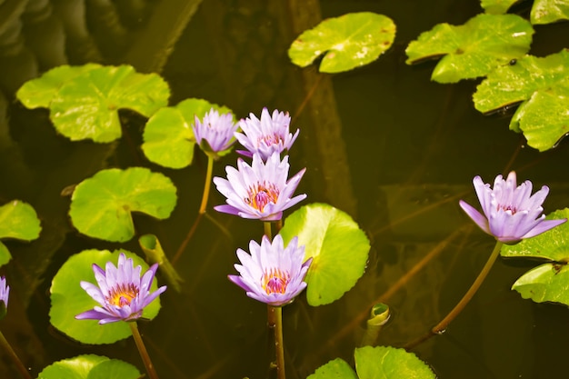 Foto eine schöne seerose oder lotusblume