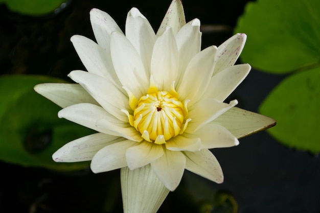 Foto eine schöne seerose oder lotusblume