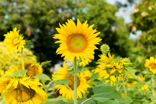 Eine schöne Sonnenblume