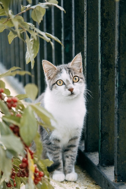 Eine schöne streunende Katze beobachtet die Straße Das Problem der Haustiere eine verlassene Katze