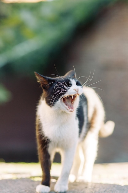 Eine schöne streunende Katze beobachtet die Straße Das Problem der Haustiere eine verlassene Katze