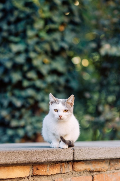 Eine schöne streunende Katze beobachtet die Straße Das Problem der Haustiere eine verlassene Katze