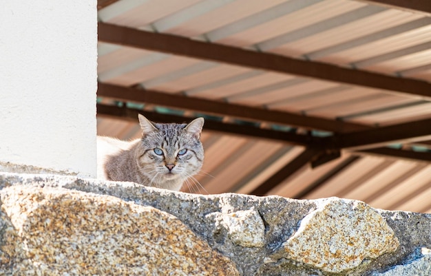 Eine schöne streunende Katze mit großen blauen Augen an einer Wand, die sich ausruht und die Kamera anschaut