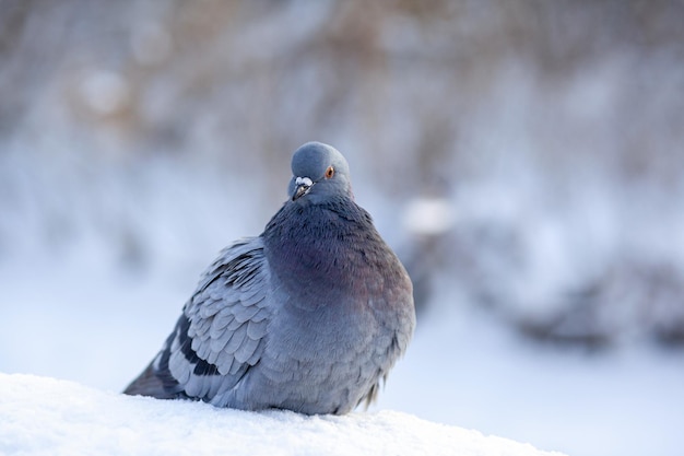 Eine schöne Taube sitzt im Winter in einem Stadtpark auf dem Schnee. Nahaufnahme von Tauben im Winter