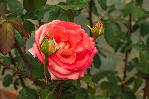 Eine schöne tiefrosa Rose, die in einem Garten wächst