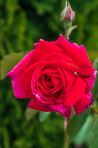 Eine schöne tiefrosa Rose, die in einem Garten wächst