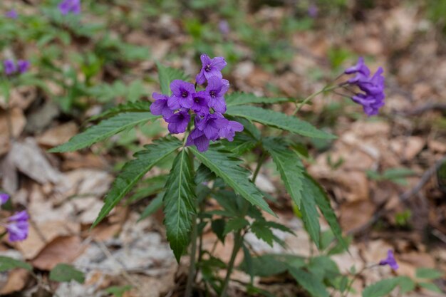 Eine schöne violette Blume Dentaria glandulosa oder Cardamine glanduligera im grünen natürlichen Hintergrund