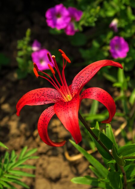 Eine schöne violette Lilie wächst auf einem Bett in einem Blumengarten. anbau von blumenkonzept