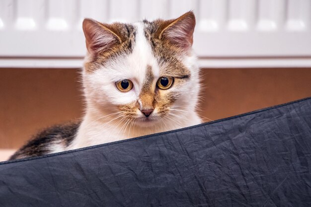 Eine schöne weiß gefleckte Katze späht hinter einem Regenschirm hervor