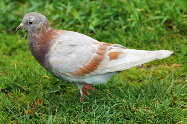 Eine schöne weißbraune Taube, die sich im Gras eines botanischen Gartens versteckt