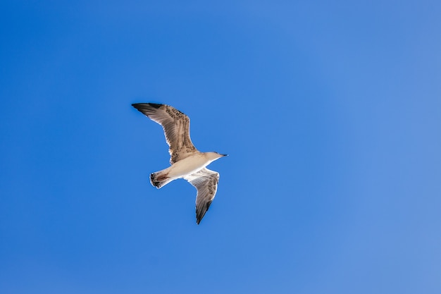 Eine schöne weiße einsame Möwe fliegt gegen den blauen Himmel, der über den Wolken aufsteigt Foto eines Vogels