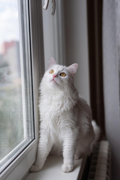 Foto eine schöne weiße katze sitzt auf der fensterbank und schaut durch das fenster