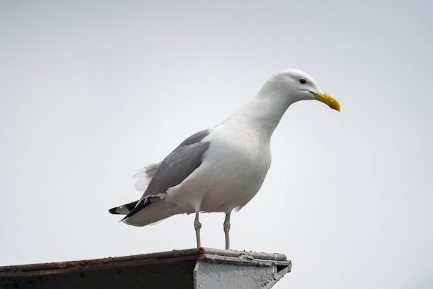 Eine schöne weiße Möwe sitzt auf dem Dach vor dem Hintergrund eines grauen bewölkten Himmels. Lauter Seevogel.