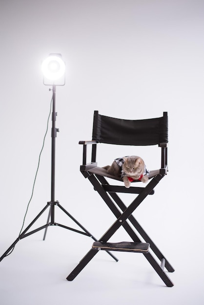 Eine schottische Katze mit geraden Ohren und roter Krawatte sitzt auf einem schwarzen Produktionsstuhl in einem weißen Videoprofi