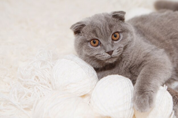 Eine schottische Katze mit Hängeohren spielt mit Wollknäueln. Ein Tier auf einem weißen Hintergrund. Spaß für Haustiere